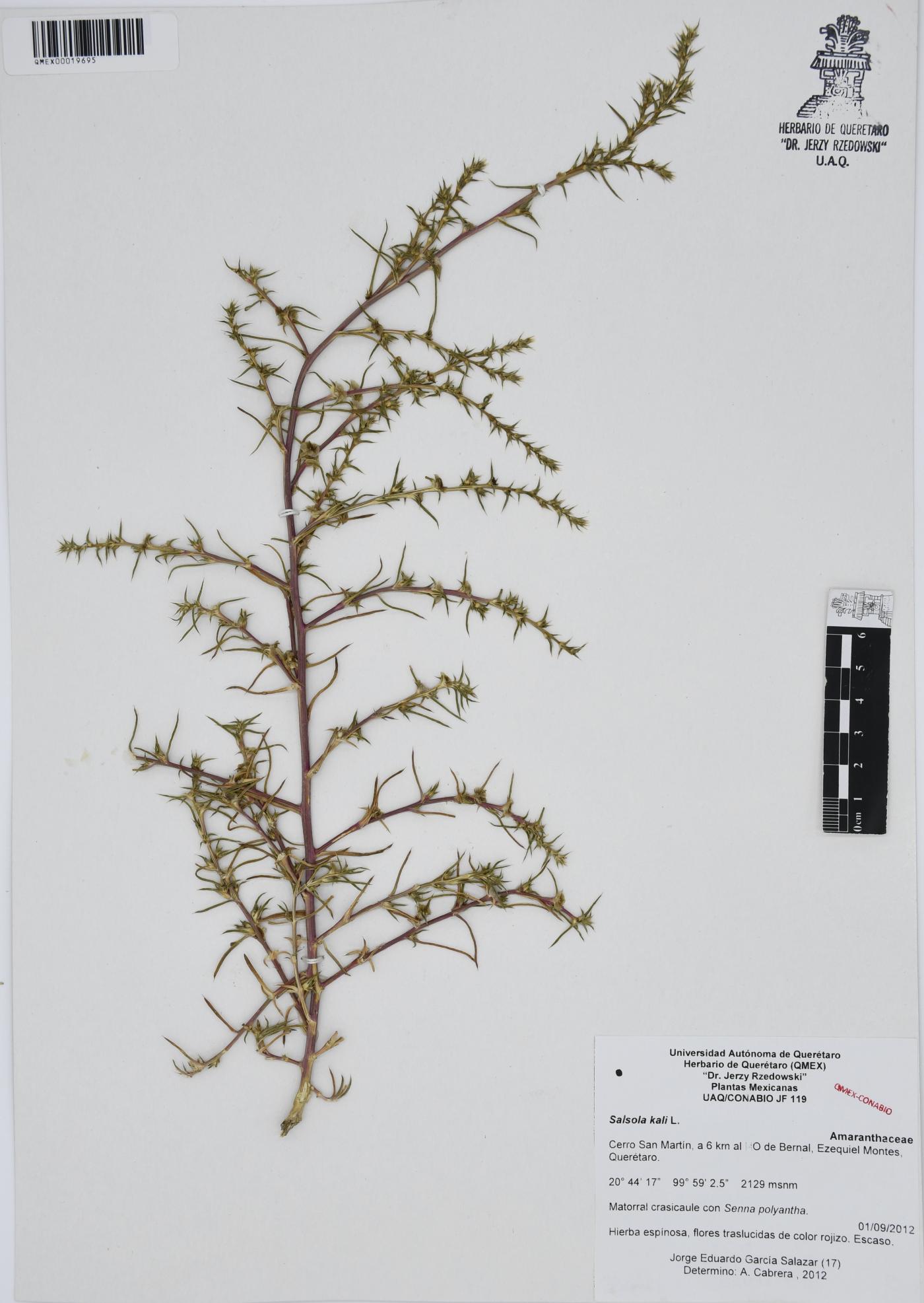 Salsola kali image